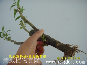 湖北荣威植物克隆，繁育盆景