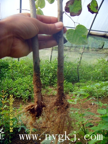 湖北荣威植物克隆，粗枝直接育成大苗